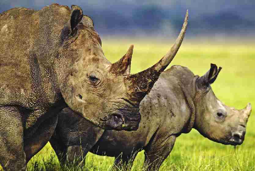 rhinoceros_whire_rhino_and_baby.jpg